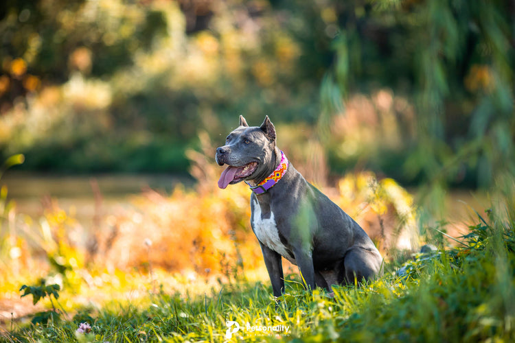 Running diamonds pattern Macrame Dog Collar -6 colors/4 cm