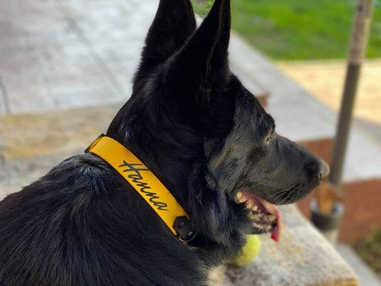 My Story Bio Dog Collar with Cobra