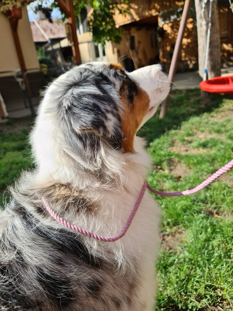 Dog Show Leash from Cotton Rope