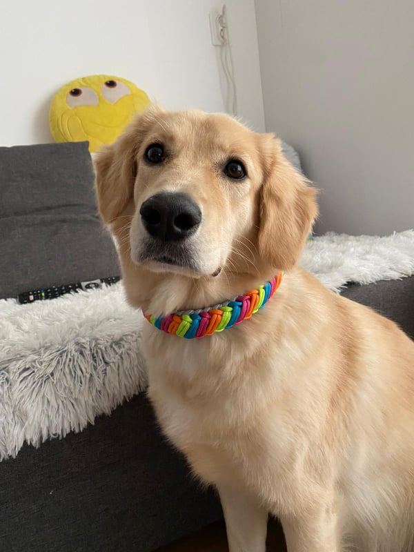 Primavera braid Dog collar