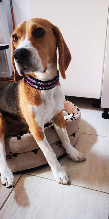Double Solomon braid Dog collar