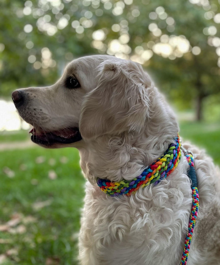Summer Braid Dog Collar