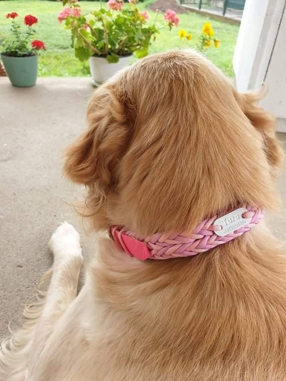Arrow braid Dog collar