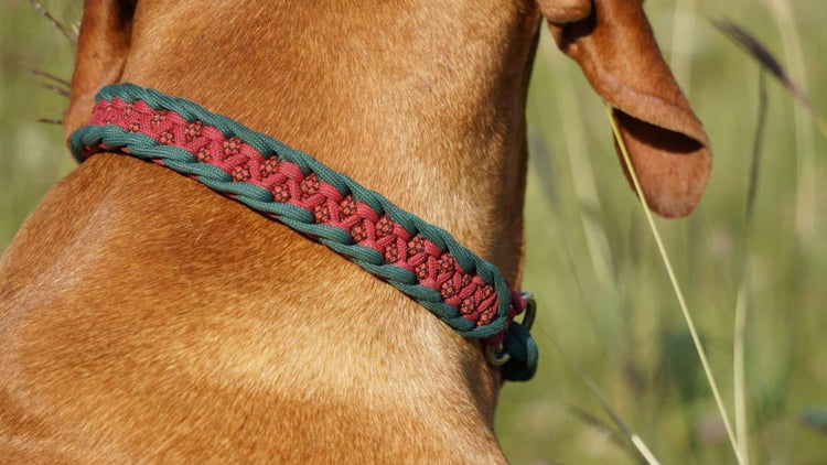 Dragon braid Dog collar